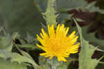 Spiney sowthistle